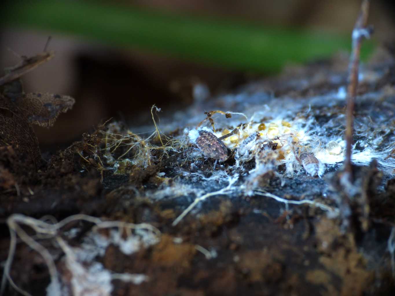 Ninfa con filamenti cerosi, Cixidia sp. Famiglia Achilidae